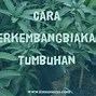 Tumbuhan Berkembang Biak Dengan Cara Stolon